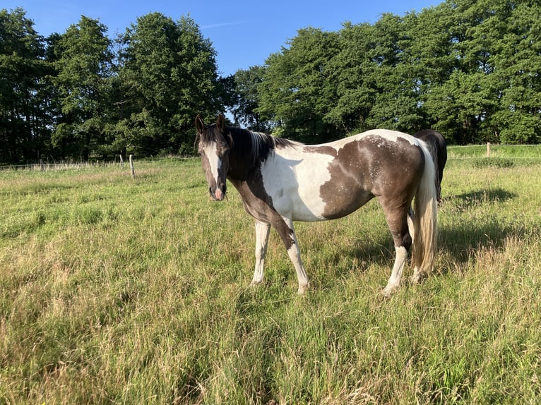 Paint Horse Stute 5 Jahre 150 cm Tobiano-alle-Farben in Rukieten