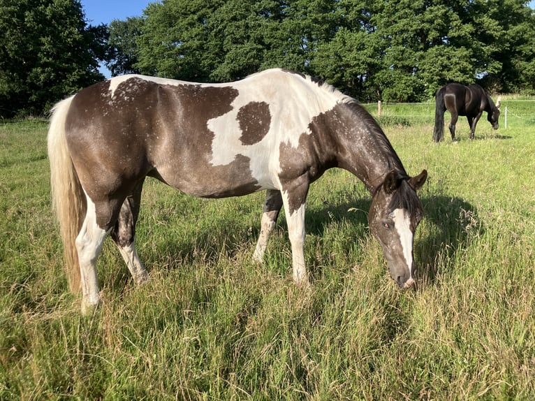 Paint Horse Stute 5 Jahre 150 cm Tobiano-alle-Farben in Rukieten