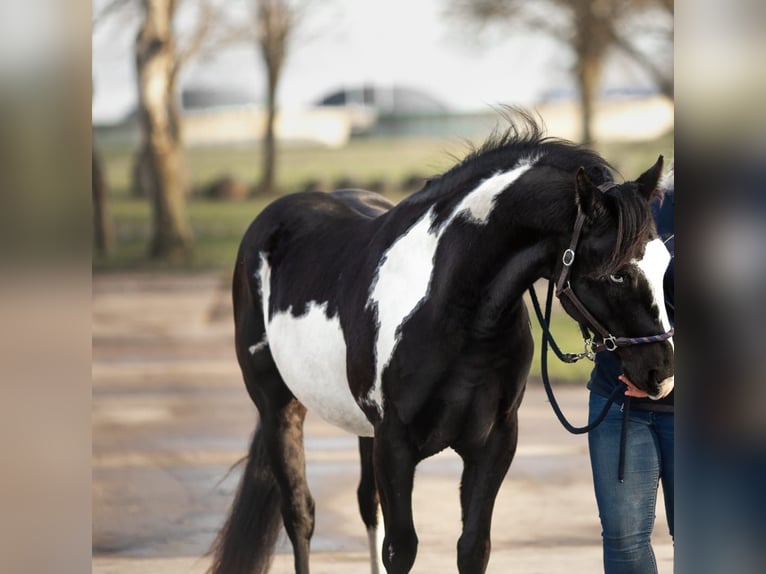 Paint Horse Stute 5 Jahre 150 cm Tobiano-alle-Farben in Rukieten