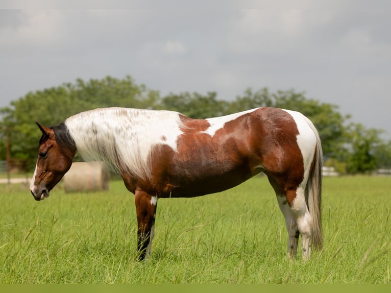 Paint Horse Stute 5 Jahre 152 cm in Buffalo, TX