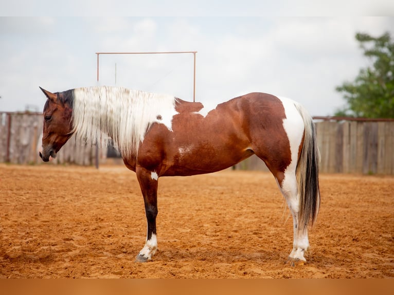 Paint Horse Stute 5 Jahre 152 cm in Buffalo, TX