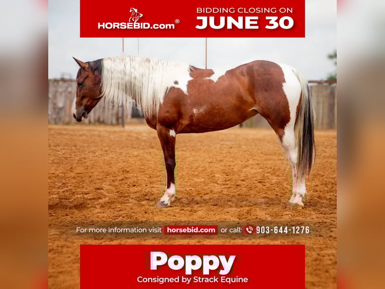 Paint Horse Stute 5 Jahre 152 cm in Buffalo, TX