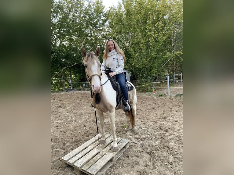 Paint Horse Stute 5 Jahre 153 cm Champagne in Sülfeld