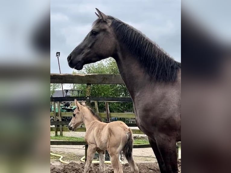 Paint Horse Stute 5 Jahre 153 cm Grullo in Barneveld