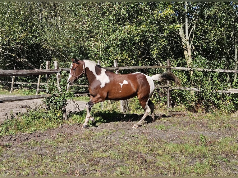 Paint Horse Stute 5 Jahre 153 cm Overo-alle-Farben in Nieuw-Schoonebeek