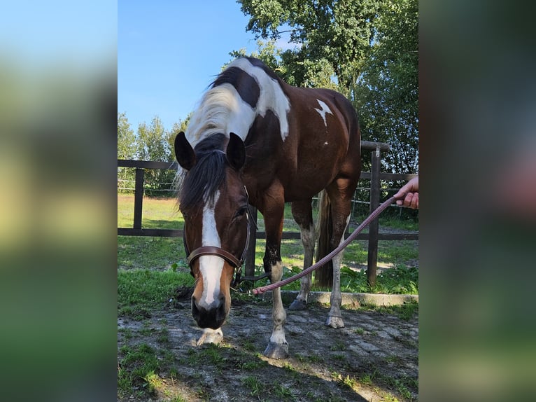 Paint Horse Stute 5 Jahre 153 cm Overo-alle-Farben in Nieuw-Schoonebeek