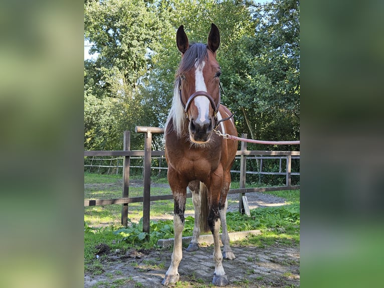 Paint Horse Stute 5 Jahre 153 cm Overo-alle-Farben in Nieuw-Schoonebeek