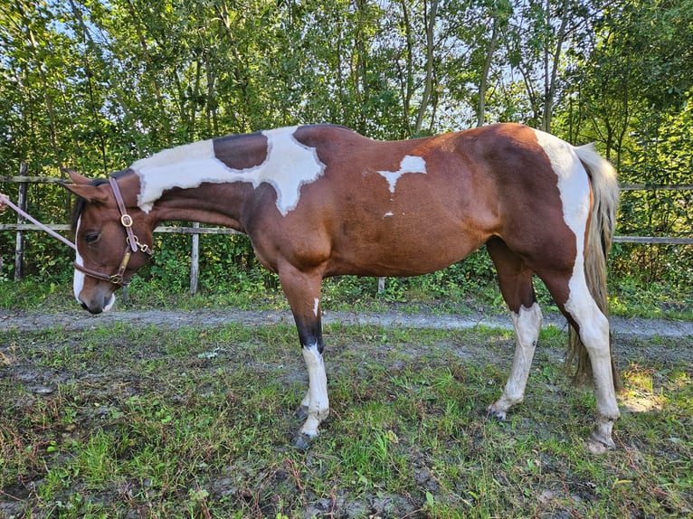 Paint Horse Stute 5 Jahre 153 cm Overo-alle-Farben in Nieuw-Schoonebeek