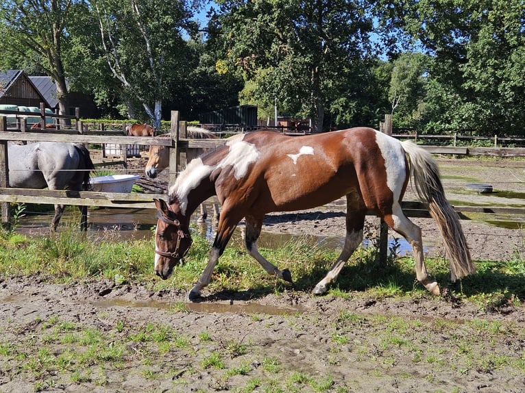 Paint Horse Stute 5 Jahre 153 cm Overo-alle-Farben in Nieuw-Schoonebeek