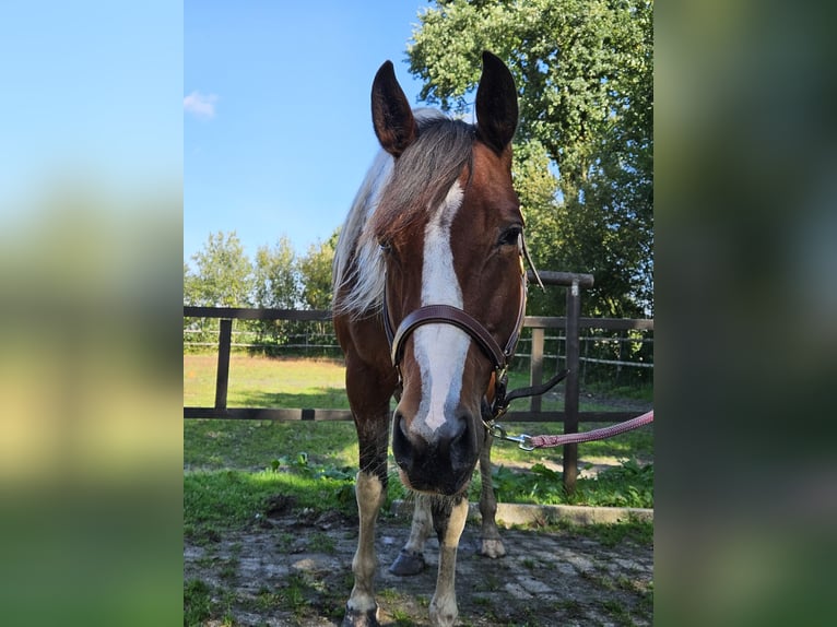 Paint Horse Stute 5 Jahre 153 cm Overo-alle-Farben in Nieuw-Schoonebeek