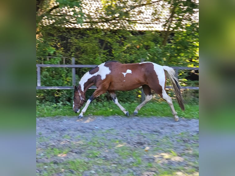 Paint Horse Stute 5 Jahre 153 cm Overo-alle-Farben in Nieuw-Schoonebeek