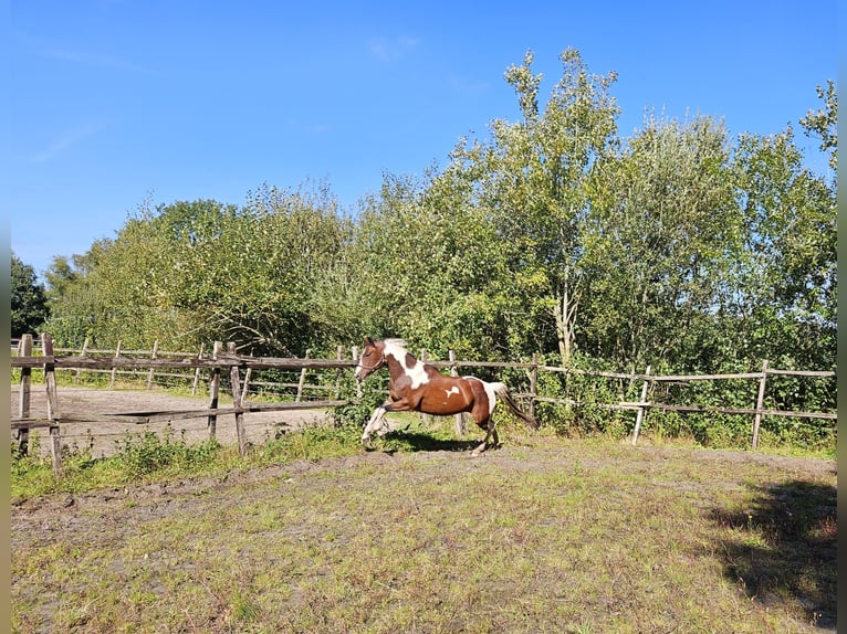 Paint Horse Stute 5 Jahre 153 cm Overo-alle-Farben in Nieuw-Schoonebeek