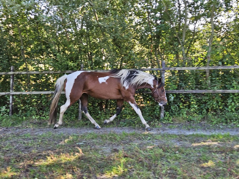 Paint Horse Stute 5 Jahre 153 cm Overo-alle-Farben in Nieuw-Schoonebeek