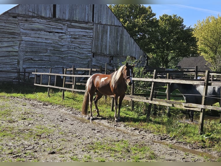 Paint Horse Stute 5 Jahre 153 cm Overo-alle-Farben in Nieuw-Schoonebeek