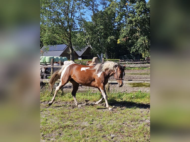 Paint Horse Stute 5 Jahre 153 cm Overo-alle-Farben in Nieuw-Schoonebeek