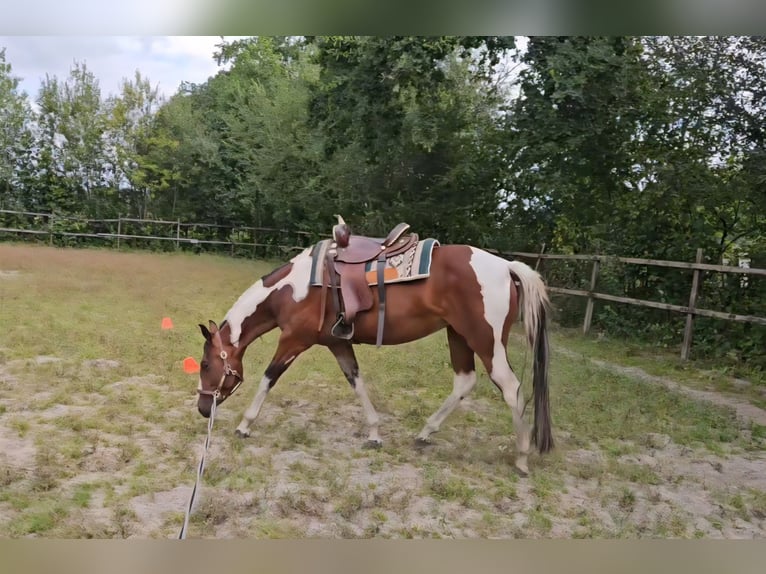Paint Horse Stute 5 Jahre 153 cm Overo-alle-Farben in Nieuw-Schoonebeek
