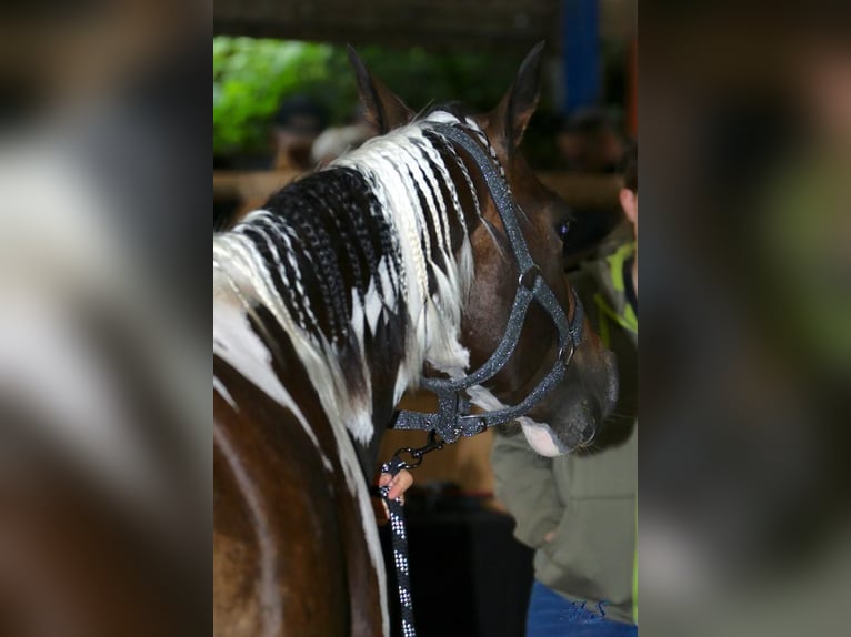 Paint Horse Stute 5 Jahre 154 cm Overo-alle-Farben in Nanzdietschweiler