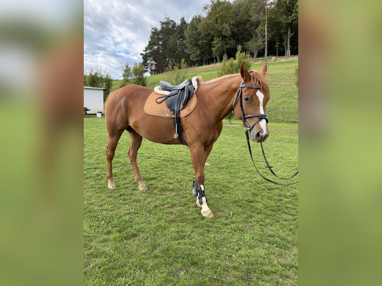Paint Horse Stute 5 Jahre 155 cm Rotfuchs in Ptuj