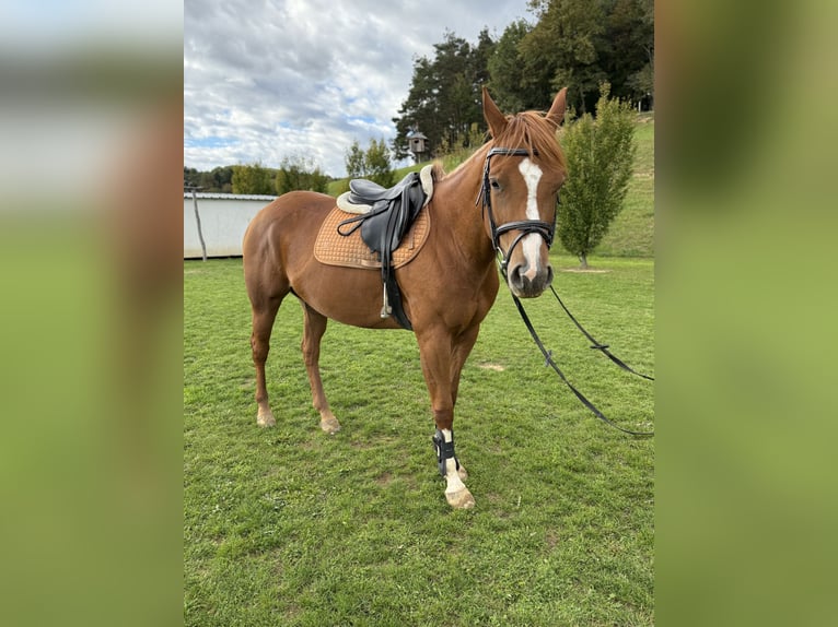 Paint Horse Stute 5 Jahre 155 cm Rotfuchs in Ptuj