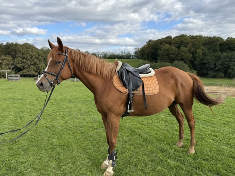 Paint Horse Stute 5 Jahre 155 cm Rotfuchs in Ptuj