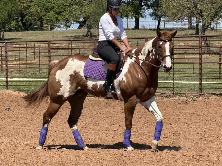 Paint Horse Stute 5 Jahre 155 cm Rotfuchs in Weatherford, TX