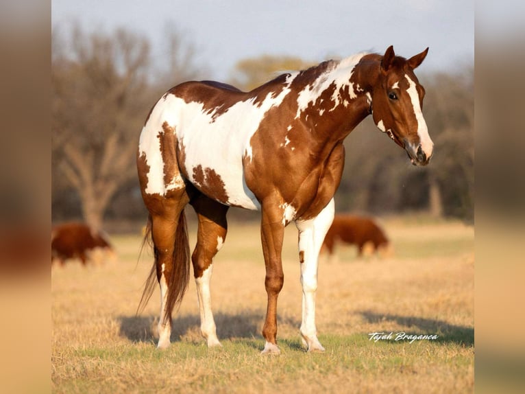Paint Horse Stute 5 Jahre 155 cm Rotfuchs in Weatherford, TX