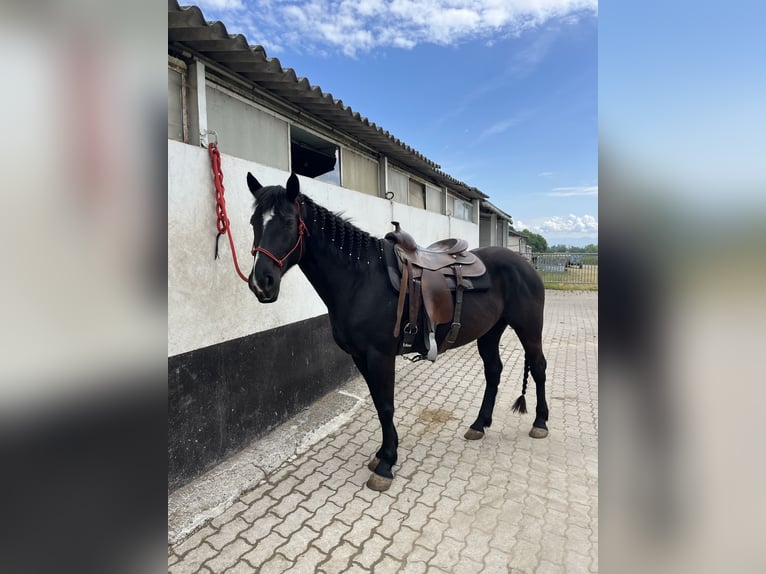 Paint Horse Stute 5 Jahre 157 cm Rappe in Kappelen