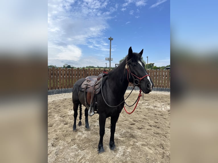 Paint Horse Stute 5 Jahre 157 cm Rappe in Kappelen