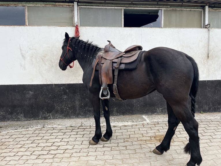 Paint Horse Stute 5 Jahre 157 cm Rappe in Kappelen