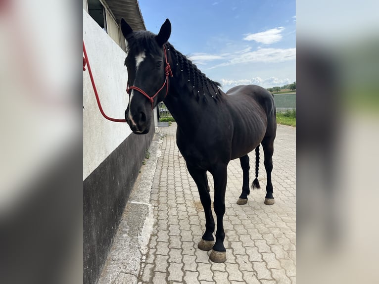 Paint Horse Stute 5 Jahre 157 cm Rappe in Kappelen