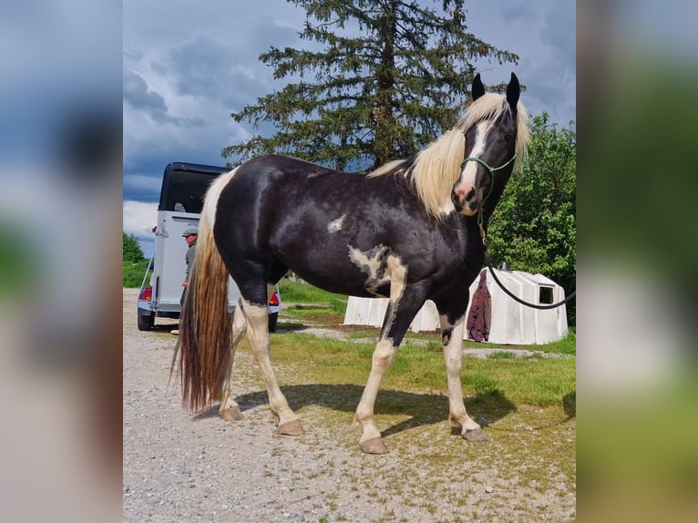 Paint Horse Stute 5 Jahre 160 cm Tobiano-alle-Farben in Saillenard