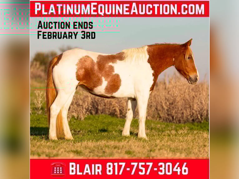 Paint Horse Stute 6 Jahre 145 cm Tobiano-alle-Farben in Weatherford TX