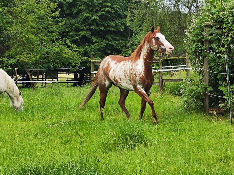 Paint Horse Stute 6 Jahre 148 cm Overo-alle-Farben in Hanstedt