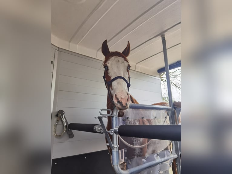 Paint Horse Stute 6 Jahre 148 cm Overo-alle-Farben in Hanstedt