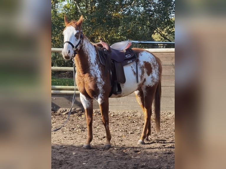 Paint Horse Stute 6 Jahre 148 cm Overo-alle-Farben in Hanstedt