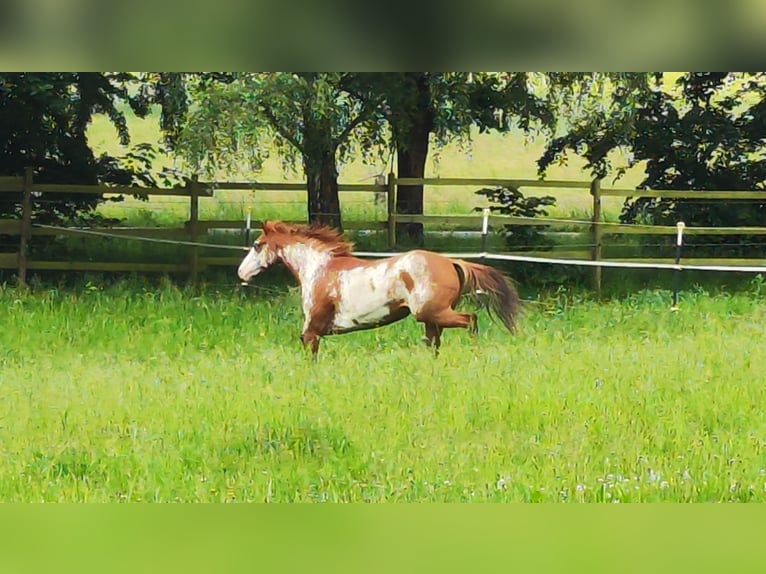 Paint Horse Stute 6 Jahre 148 cm Overo-alle-Farben in Hanstedt