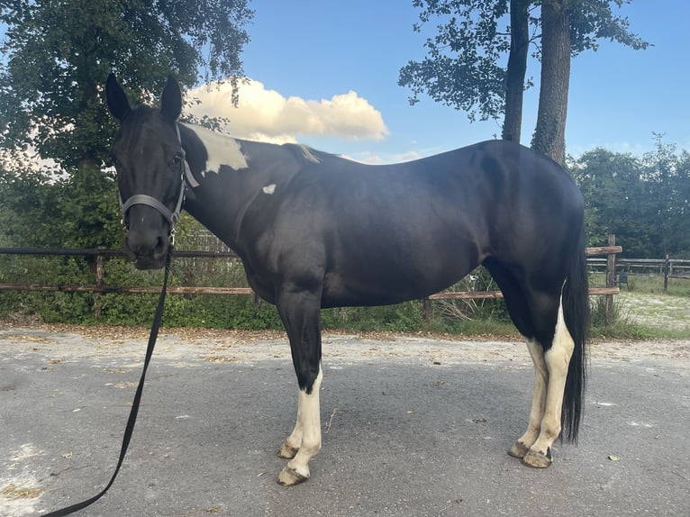 Paint Horse Stute 6 Jahre 148 cm Rappe in Midwolde