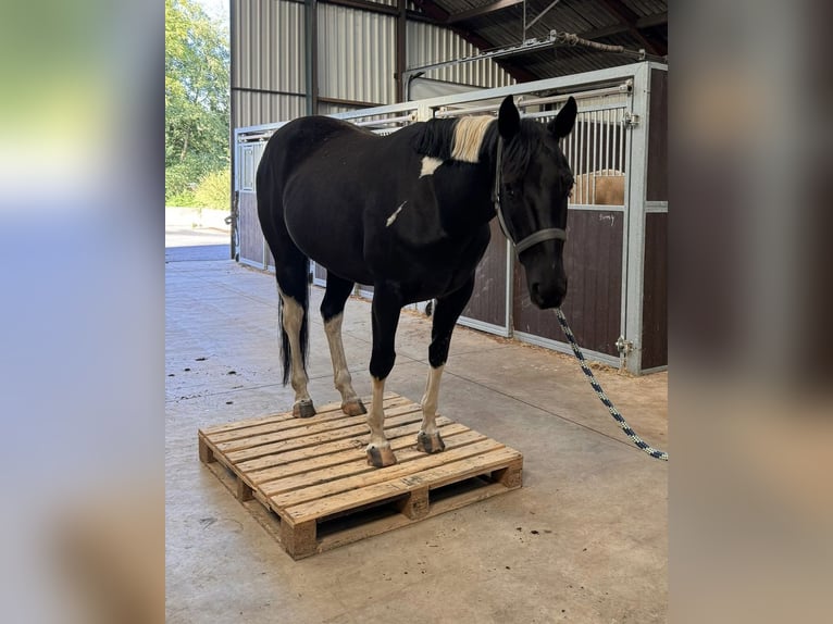 Paint Horse Stute 6 Jahre 148 cm Rappe in Midwolde