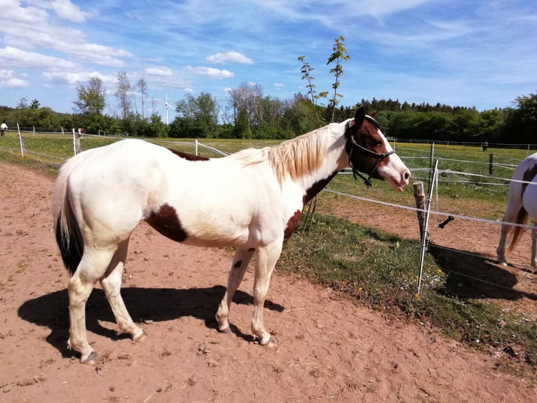 Paint Horse Stute 6 Jahre 150 cm Overo-alle-Farben in Hellenthal