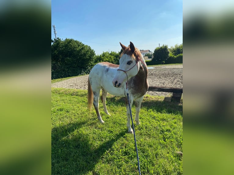 Paint Horse Stute 6 Jahre 150 cm Overo-alle-Farben in Cermenate