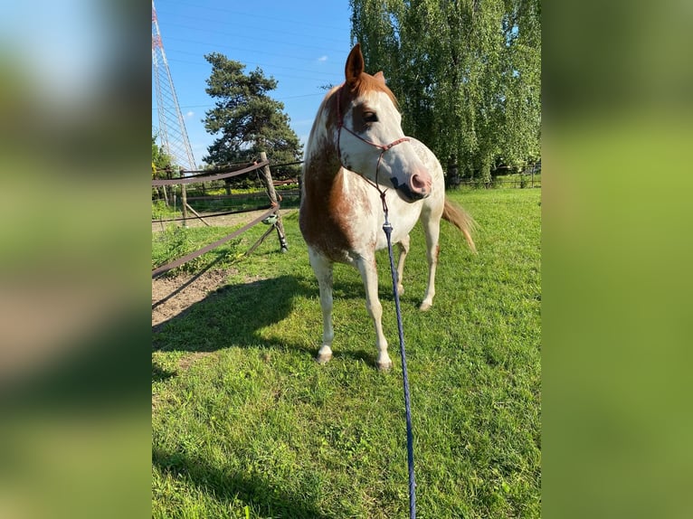 Paint Horse Stute 6 Jahre 150 cm Overo-alle-Farben in Cermenate