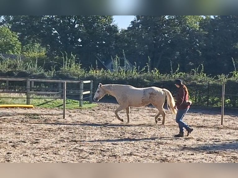 Paint Horse Mix Stute 6 Jahre 150 cm Palomino in Apeldoorn