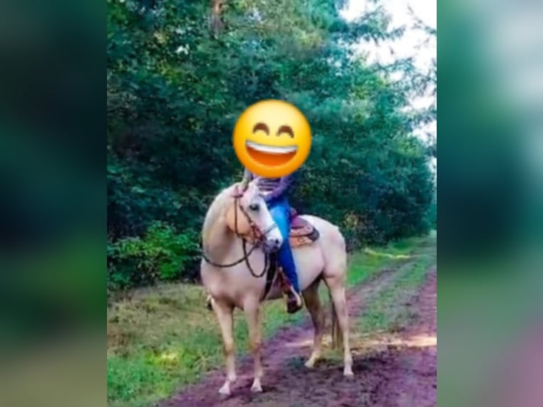 Paint Horse Mix Stute 6 Jahre 150 cm Palomino in Apeldoorn