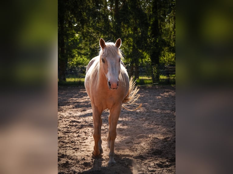 Paint Horse Mix Stute 6 Jahre 150 cm Palomino in Apeldoorn