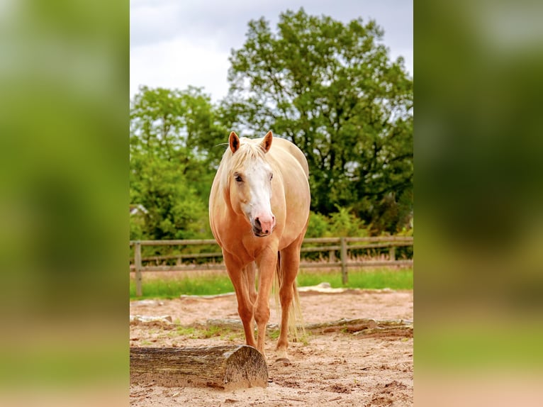 Paint Horse Mix Stute 6 Jahre 150 cm Palomino in Apeldoorn