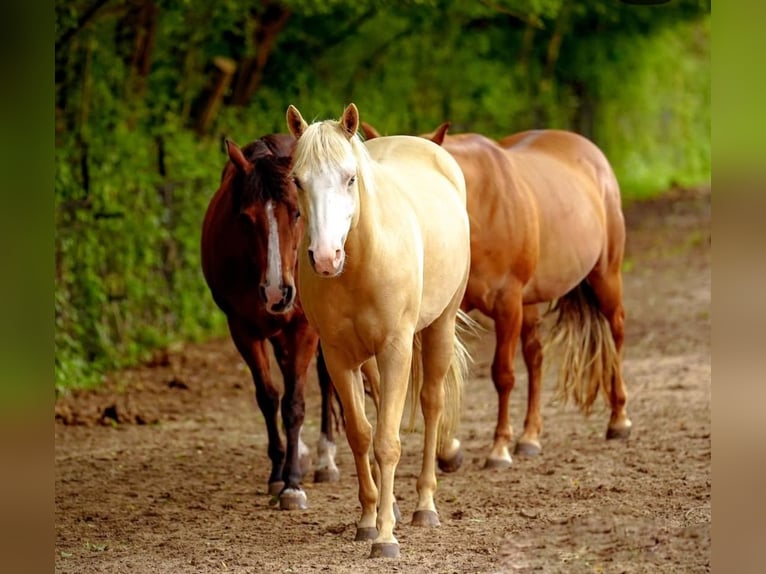 Paint Horse Mix Stute 6 Jahre 150 cm Palomino in Apeldoorn