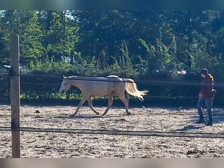 Paint Horse Mix Stute 6 Jahre 150 cm Palomino in Apeldoorn