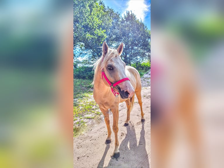 Paint Horse Mix Stute 6 Jahre 150 cm Palomino in Apeldoorn