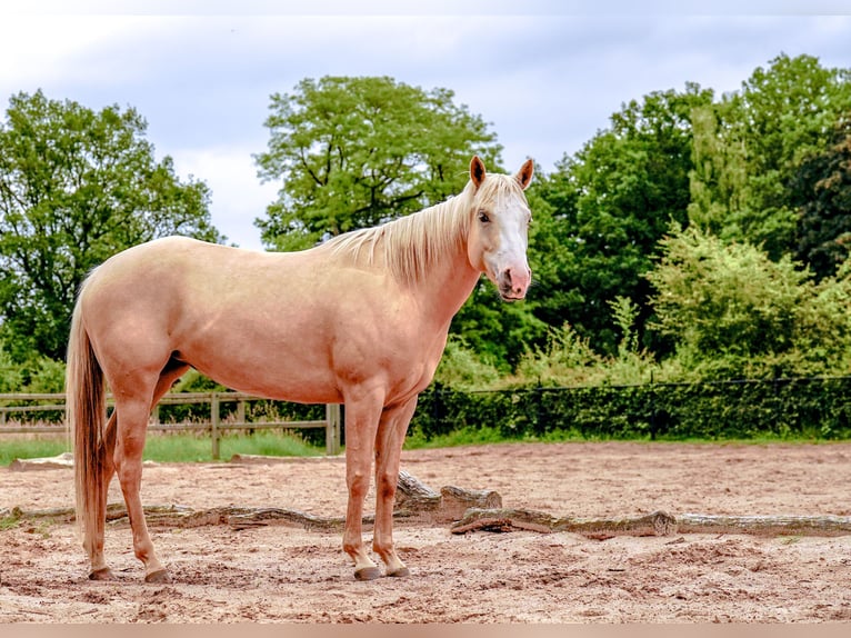 Paint Horse Mix Stute 6 Jahre 150 cm Palomino in Apeldoorn