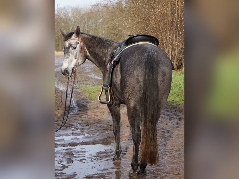 Paint Horse Stute 6 Jahre 150 cm Schimmel in Ahlerstedt
